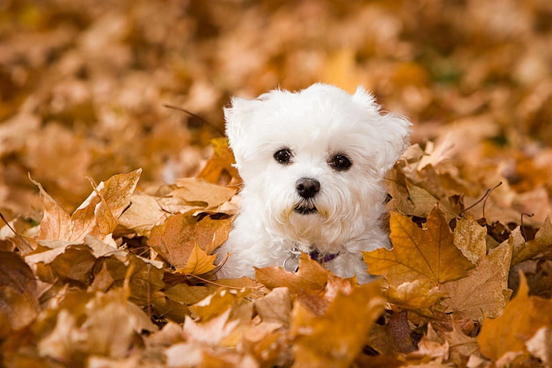 Puppy, autumn, leaves, dogs, dog, HD wallpaper | Peakpx