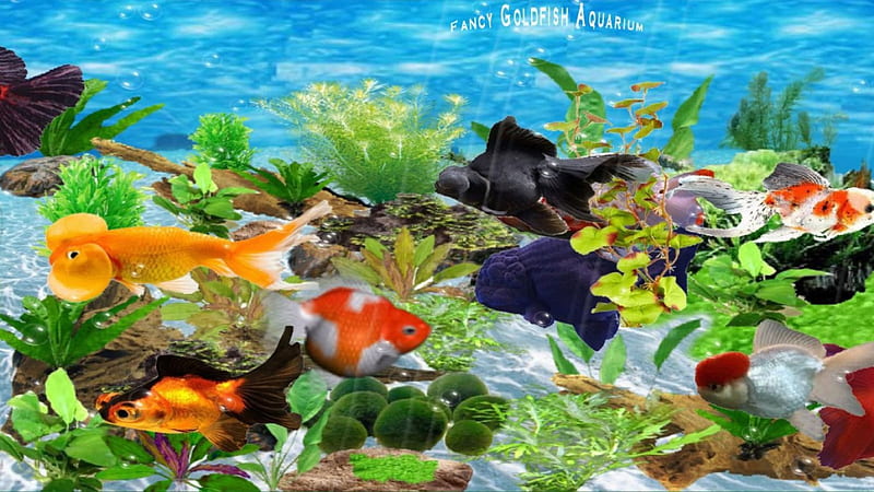 Fancy Goldfish Aquarium, beach, fish, ocean, coral, reefs, tropical,  animals, HD wallpaper