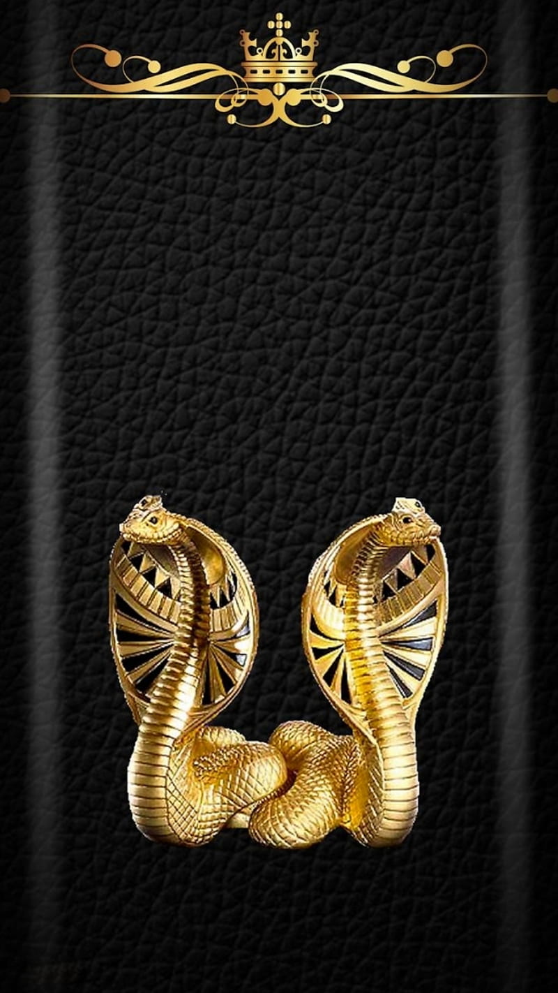 GOLD COBRA, snakes, snake, black, cool, new, egypt , background, HD phone wallpaper