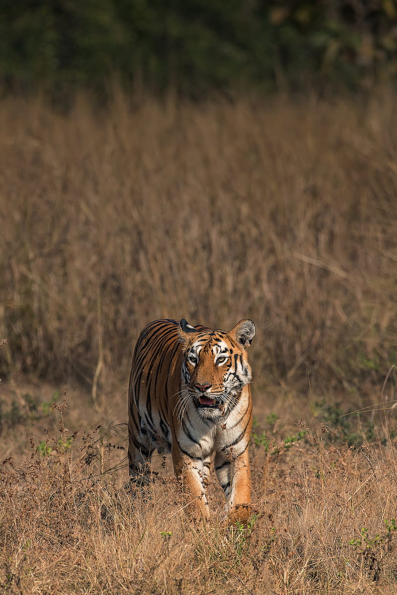 tiger, big cat, predator, wildlife, savanna, HD phone wallpaper