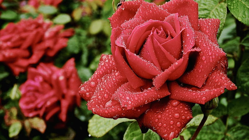 Red Rose with Waterdrops, red, macro, flowers, nature, drops, petals, roses, HD wallpaper Red Rose with Waterdrops, red, macro, flowers, nature, drops, petals, roses, HD wallpaper