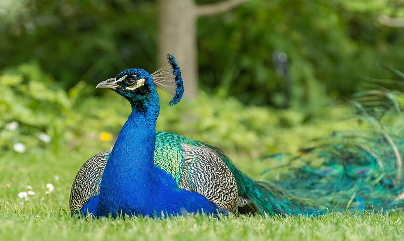 Peacock, grass, pasare, green, bird, feather, paun, summer, blue, HD wallpaper