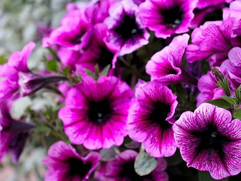 Purple Flowers, summer, flowers, purple, macro, HD wallpaper | Peakpx