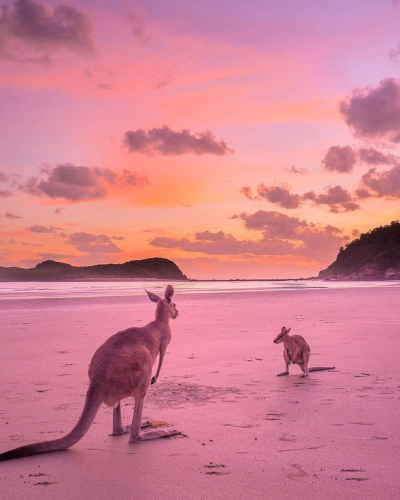 Kangaroo, beach, sunset, HD phone wallpaper