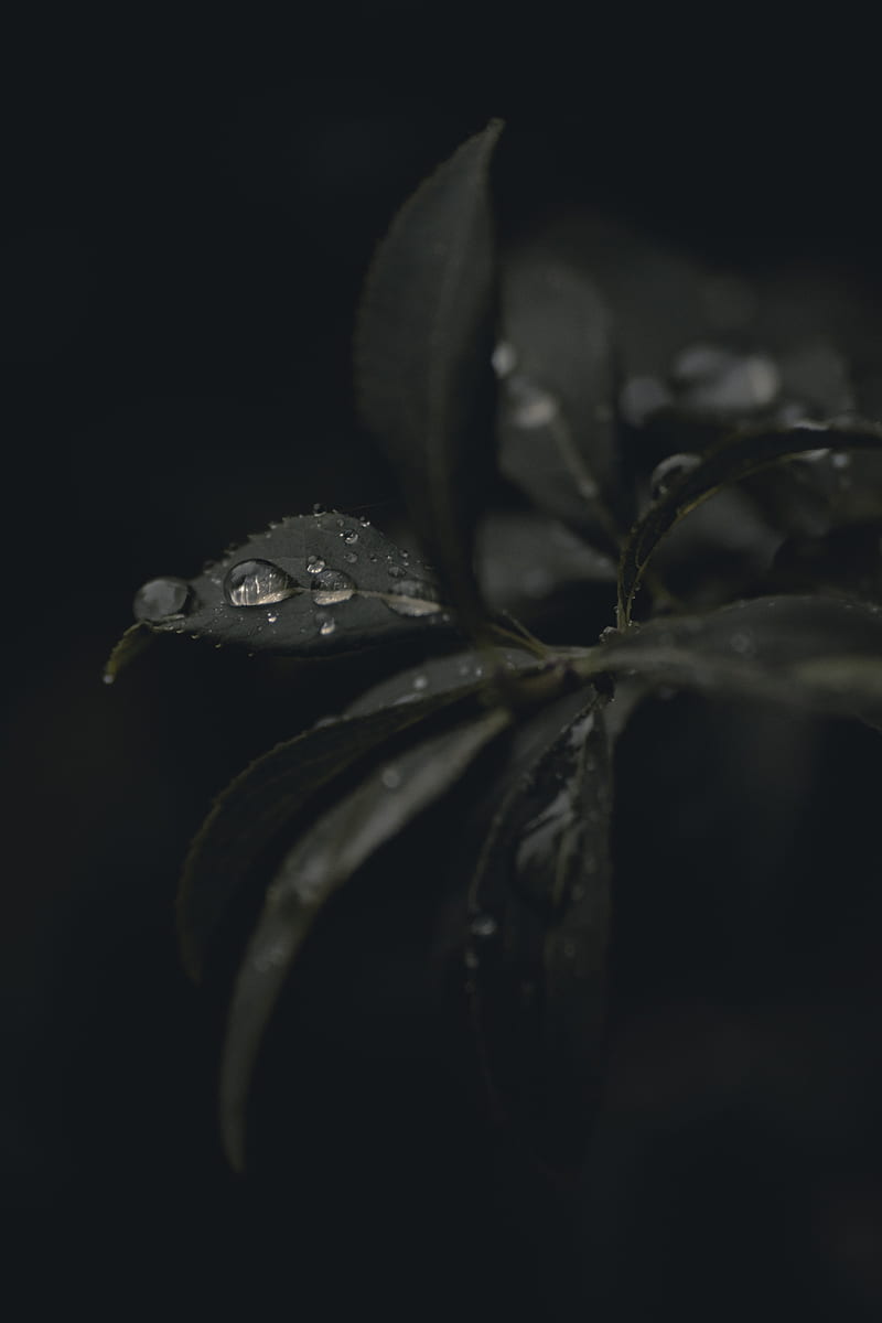 grayscale of plant, HD phone wallpaper