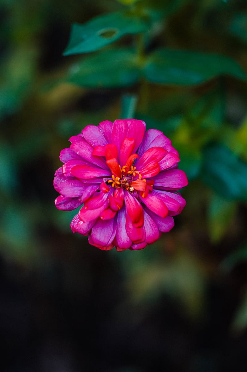 pink flower in tilt shift lens, HD phone wallpaper