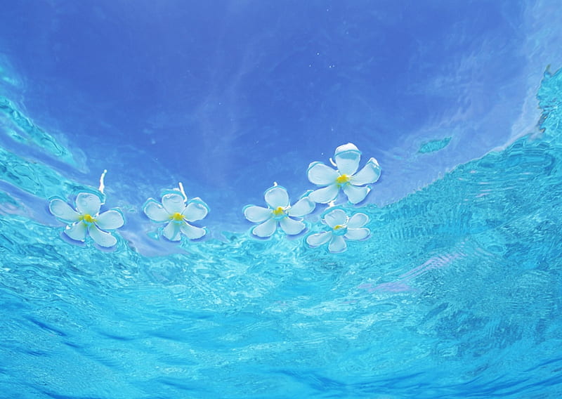 Plumeria, Water, flowers, drops, waves, sky, HD wallpaper | Peakpx