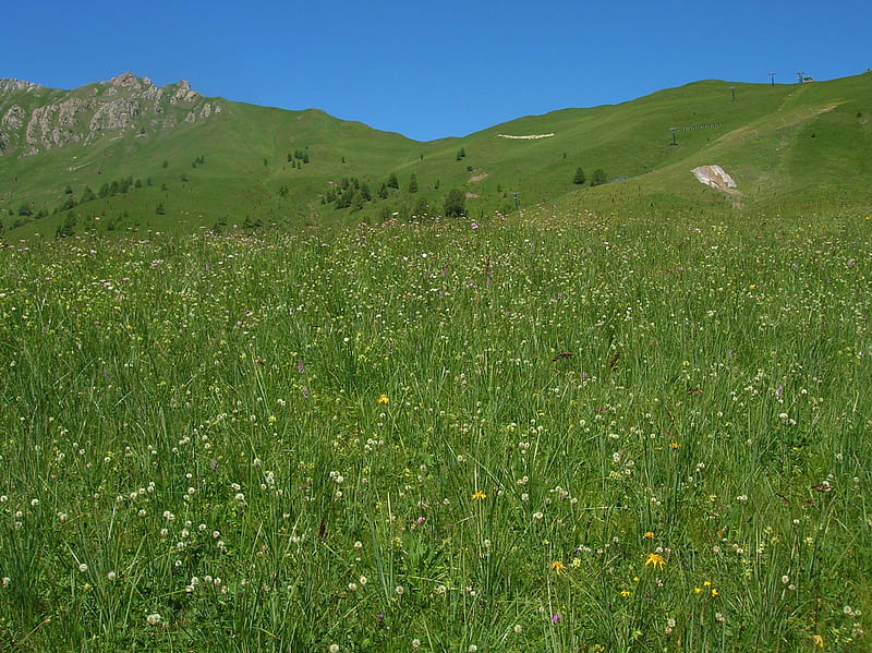 Dolomiti, montagna, pascolo, fattoria, prateria, HD wallpaper