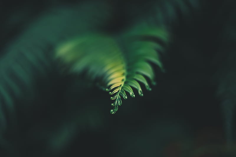 plant, leaf, carved, blur, green, HD wallpaper