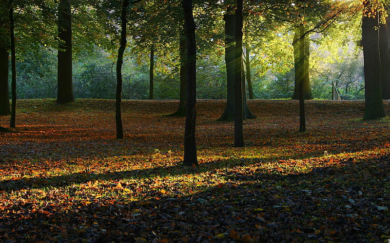 autumn light-autumn landscape, HD wallpaper