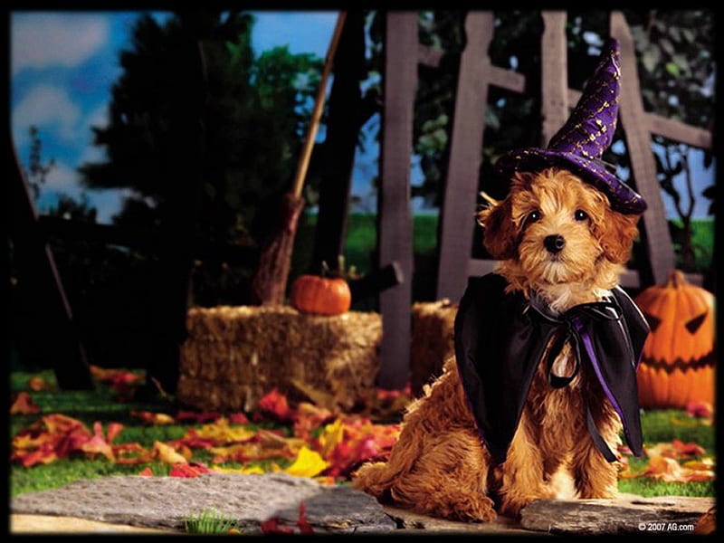Halloween pups, fall, costume, halloween, dogs, HD wallpaper