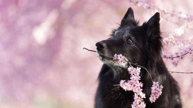 Belgian Shepherd Dog With Flowers In Blur Pink Background Dog, HD wallpaper