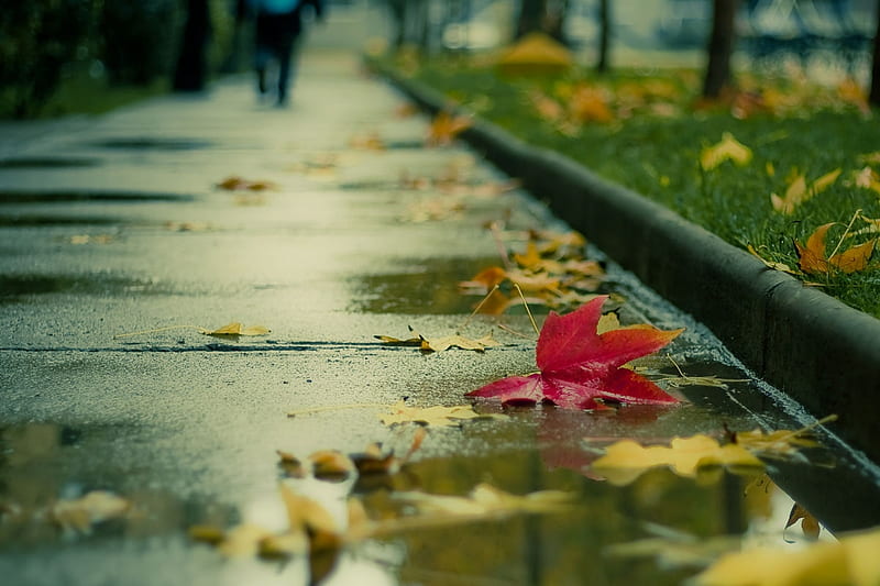Mùa thu, ẩm ướt, lá đỏ: Mùa thu, khi lá đỏ rực rỡ, tạo nên một khung cảnh lãng mạn và cực kỳ sắc nét. Bức ảnh đầy màu sắc nhưng không kém phần quyến rũ này, chắc chắn sẽ khiến bạn say đắm trong cảm giác hoài niệm về mùa thu.