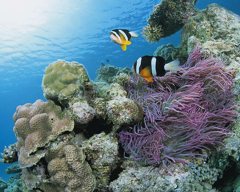 Underwater, lilac, sea anemone, reef, anemonafishes, ocean, bonito, blue, HD wallpaper