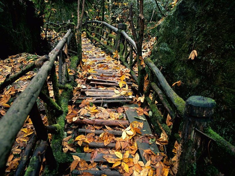 Old Bridge, wooden bridge, autumn leaves, forest, walkway, HD wallpaper