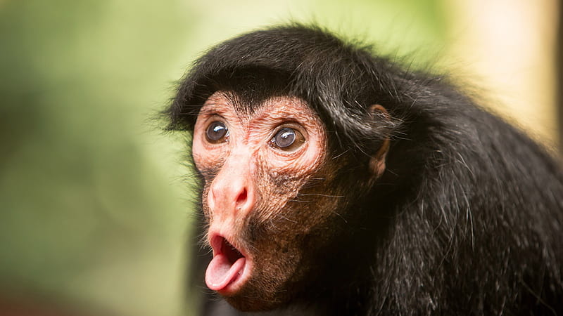 Funny Monkey Chimpanzee Face In Blur Background Funny Monkey, HD wallpaper
