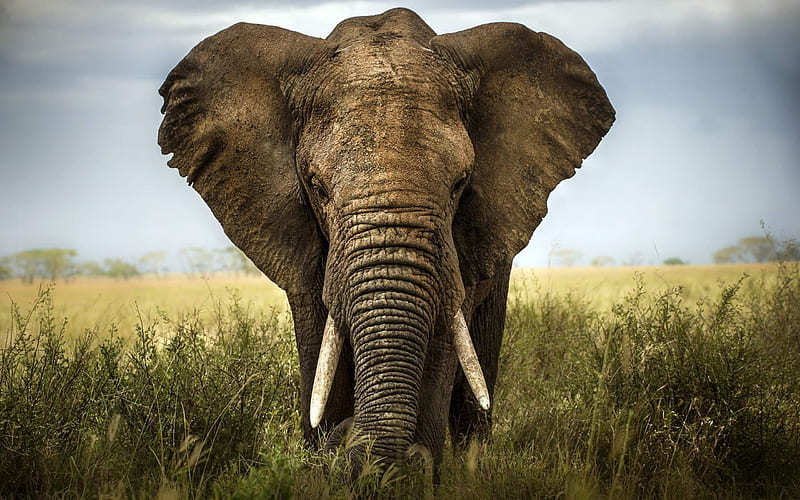 Elephant, Africa, big elephant, field, HD wallpaper