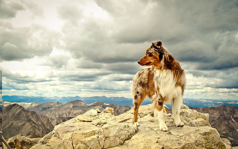 mountains, australian shepherd, dog, HD wallpaper