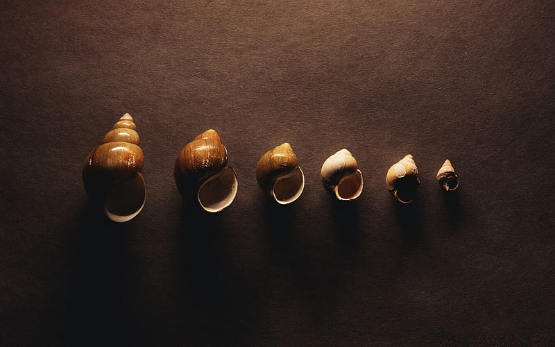 snail shells-LOMO style graphy third series, HD wallpaper