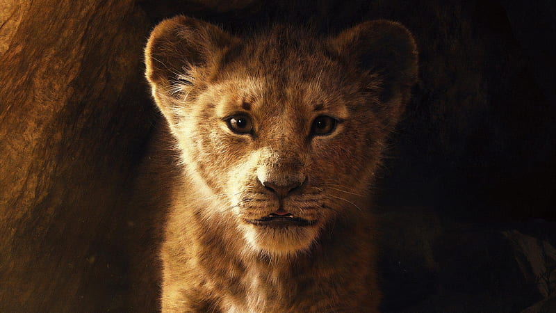 the lion king 2019, adventure movies, Movies, HD wallpaper