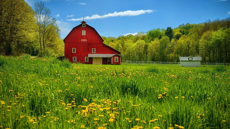 old red barn on a beautiful summer day, countryside, red, flowers, old, field, barn, HD wallpaper