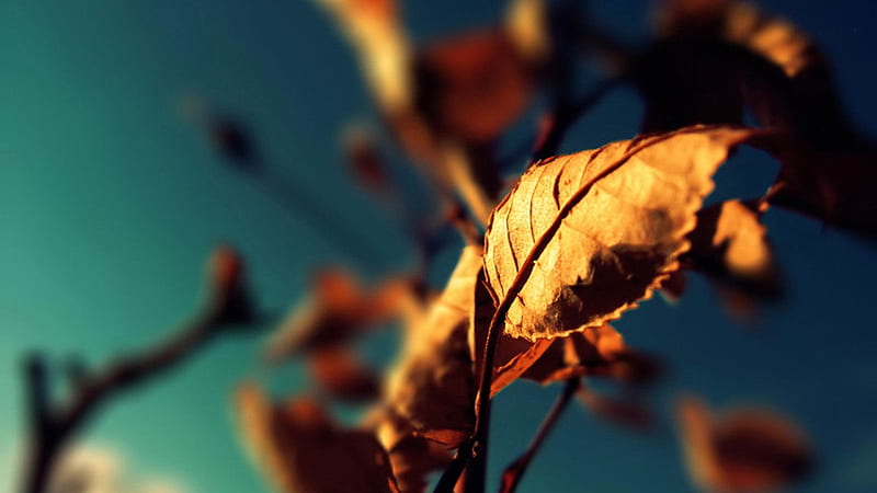 dry leaves-Golden autumn landscape, HD wallpaper
