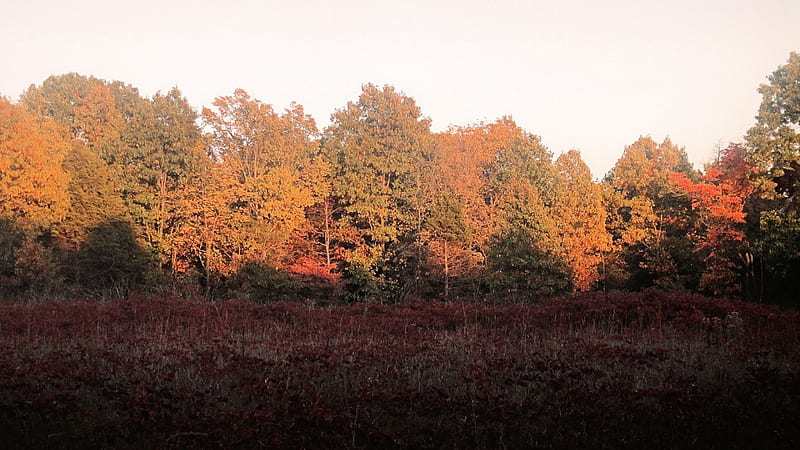 Sunday evening, fall, pea ridge, evening, field, HD wallpaper