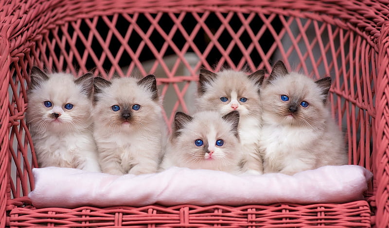 Cute fluffy friends, fluffy, kitty, adorable, cat, sweet, cute, five, basket, kitten, white, friends, HD wallpaper
