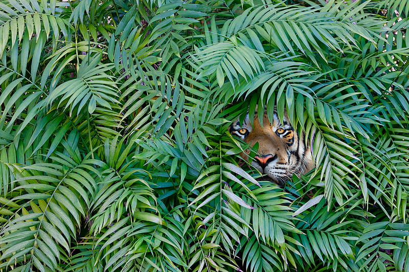 Hiding, tiger, cat, animal, leaf, predator, green, wild, jungle, pisica, HD wallpaper