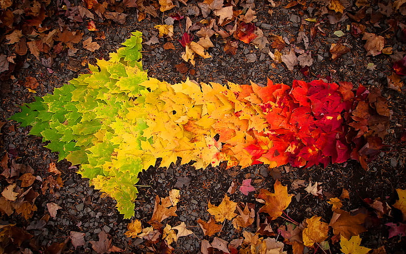 arrow, colorful leaves, autumn, creative, HD wallpaper