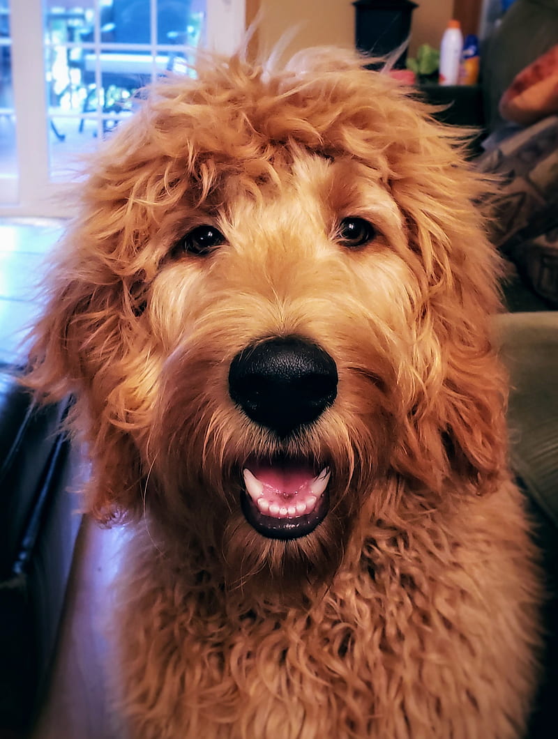 Goldendoodle dog HD phone wallpaper  Peakpx