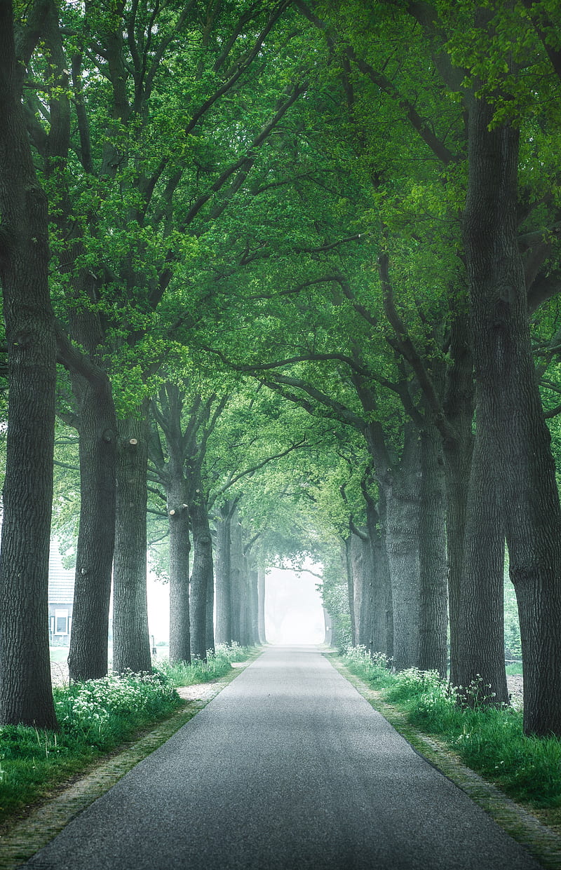 alley, trees, road, HD phone wallpaper
