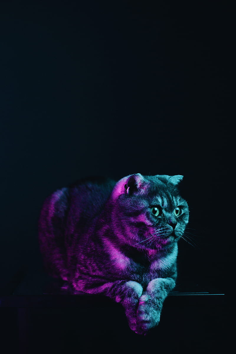 scottish fold, cat, gray, pet, neon, HD phone wallpaper