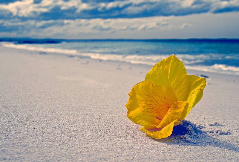 Tropical Nasturtium Flower on a White Sand Beach, polynesia, yellow, sea, beach, sand, exotic, islands, nasturtian, ocean, hawaii, paradise, flower, nasturtium, island, white, tropical, hawaiian, HD wallpaper