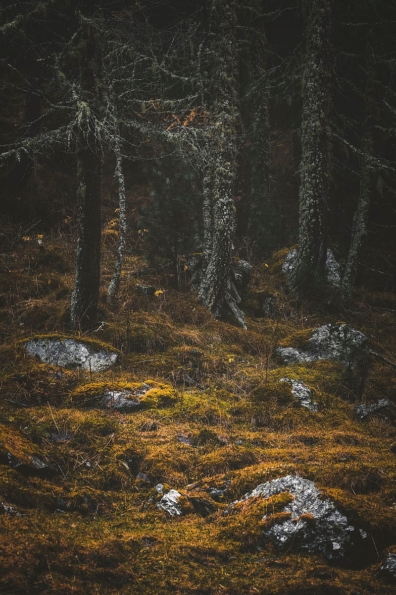 forest, trees, stones, moss, HD phone wallpaper