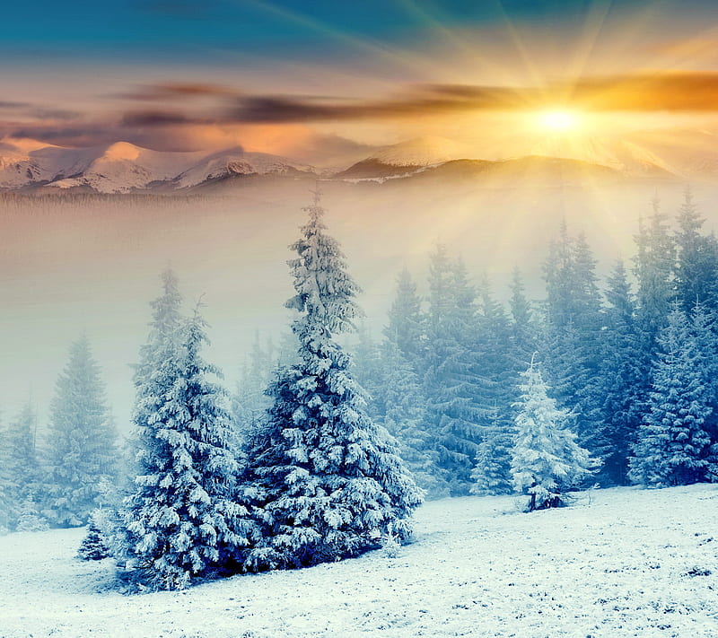 Winter Forest, fir, snow, tree, HD wallpaper