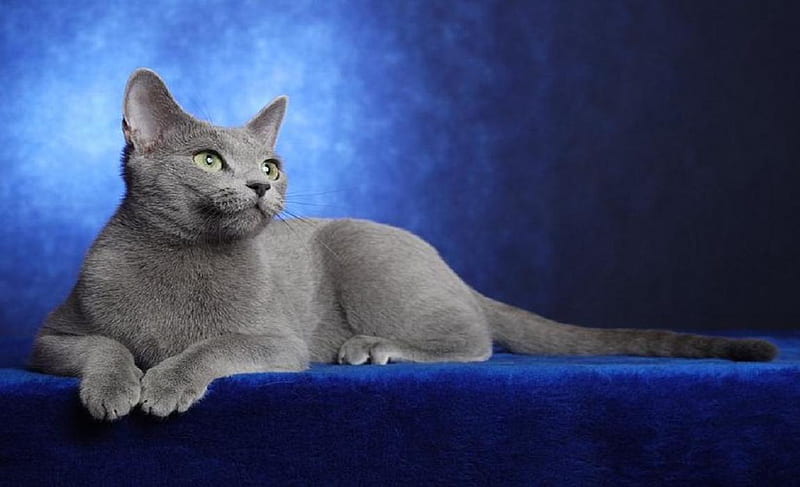 Russian blue., cute, russian blue, gris, cat, animal, HD wallpaper