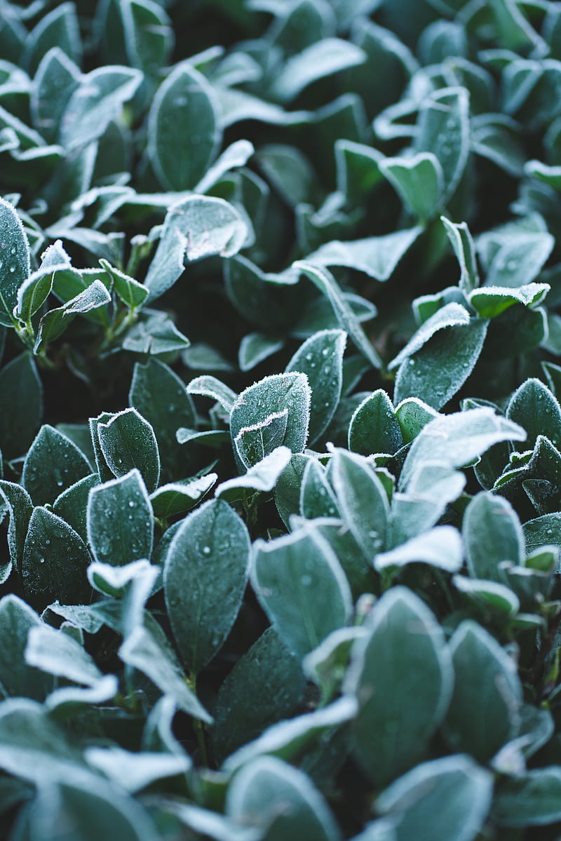 leaves, frost, drops, macro, plant, HD phone wallpaper