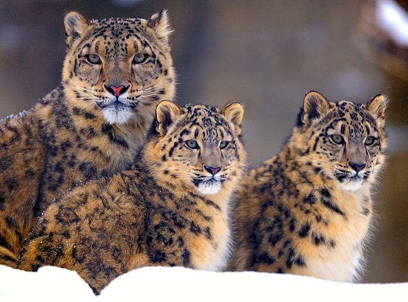 Illusive Snow Leopards, family, snow, three, snow leopards, hunters, brown black white, winter, HD wallpaper