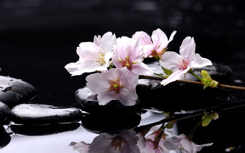 Cherry Blossom Spa, stones, bllossoms, spa, black, cherry, HD wallpaper
