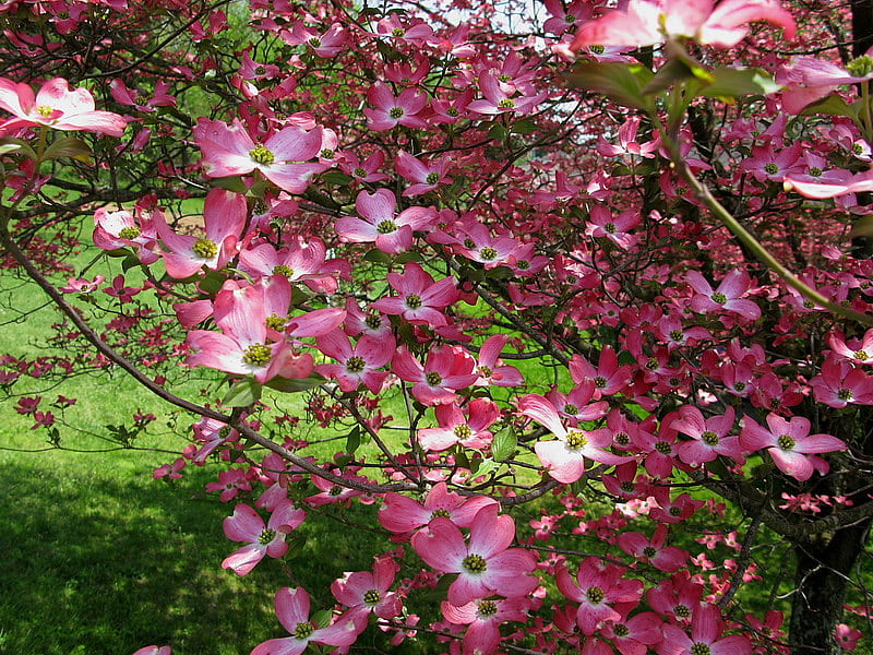 PINK DOGWOOD TREE, pretty, flowers, tree, pink, HD wallpaper