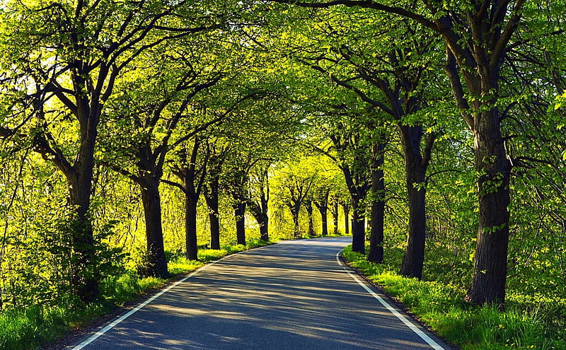 Green alley, colorful, view, colors, bonito, spring, country, trees, splendor, green, peaceful, nature, tunnel, road, landscape, HD wallpaper