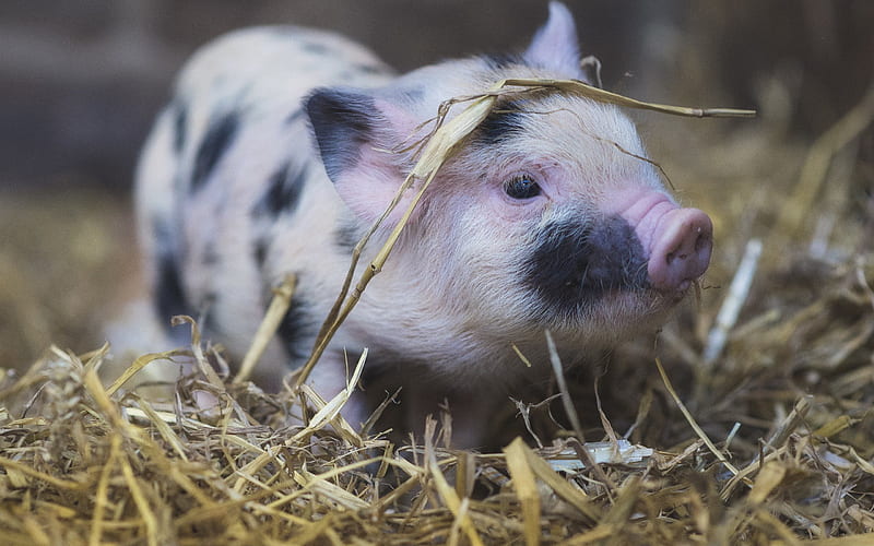 farm, pig, little pig, pigs, cute animals, little piggy, HD wallpaper