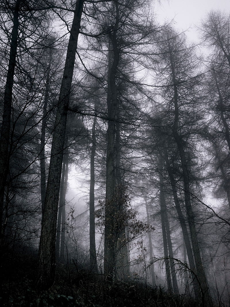 forest, fog, trees, branches, black, gray, gloomy, HD phone wallpaper