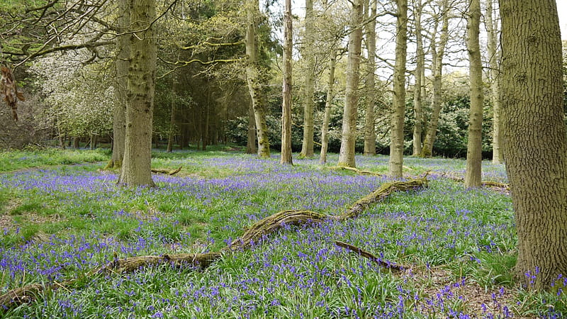 Fallen Tree and Bluebells., Bluebells, Ashridge Estate, Spring, Hertfordshire, Flowers, HD wallpaper