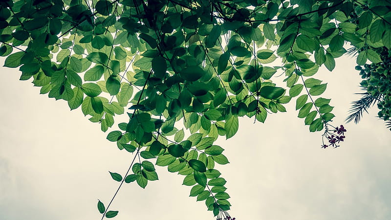 Sage Green Leaves Branches In White Background Sage Green, HD wallpaper |  Peakpx