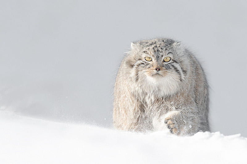 Cats, Pallas's Cat, Cat, Snow, Winter, HD wallpaper