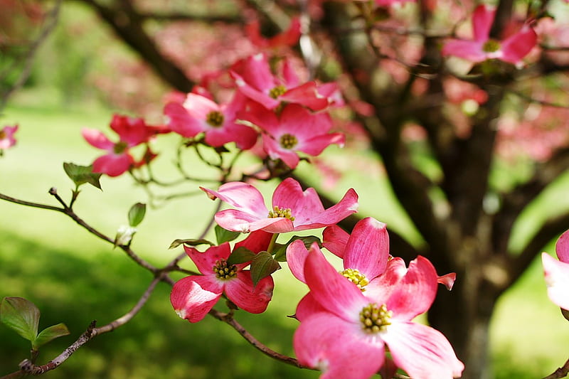 Pink Dogwood Tree, dogwood, tree, summer, flowers, nature, pink, HD wallpaper