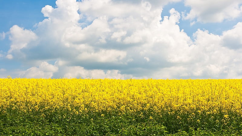 Field of yellow flowers under the clouds 1920x1080, yellow, bonito, clouds graphy, splendor, green, flowers, paisage, blue, amazing paysage, spring, sky, daisies, paisagem, cool, plants, ice, awesome, nature, petals, white, daisy, field, landscape, HD wallpaper