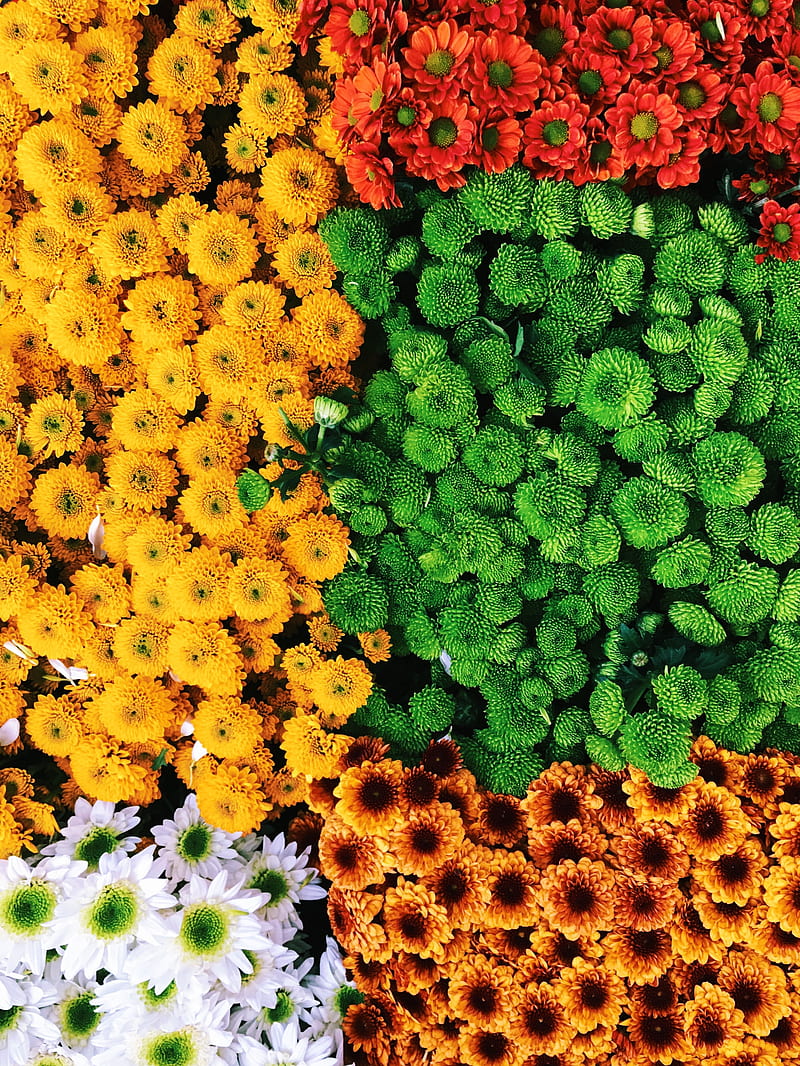 flowers, bouquets, composition, colorful, HD phone wallpaper